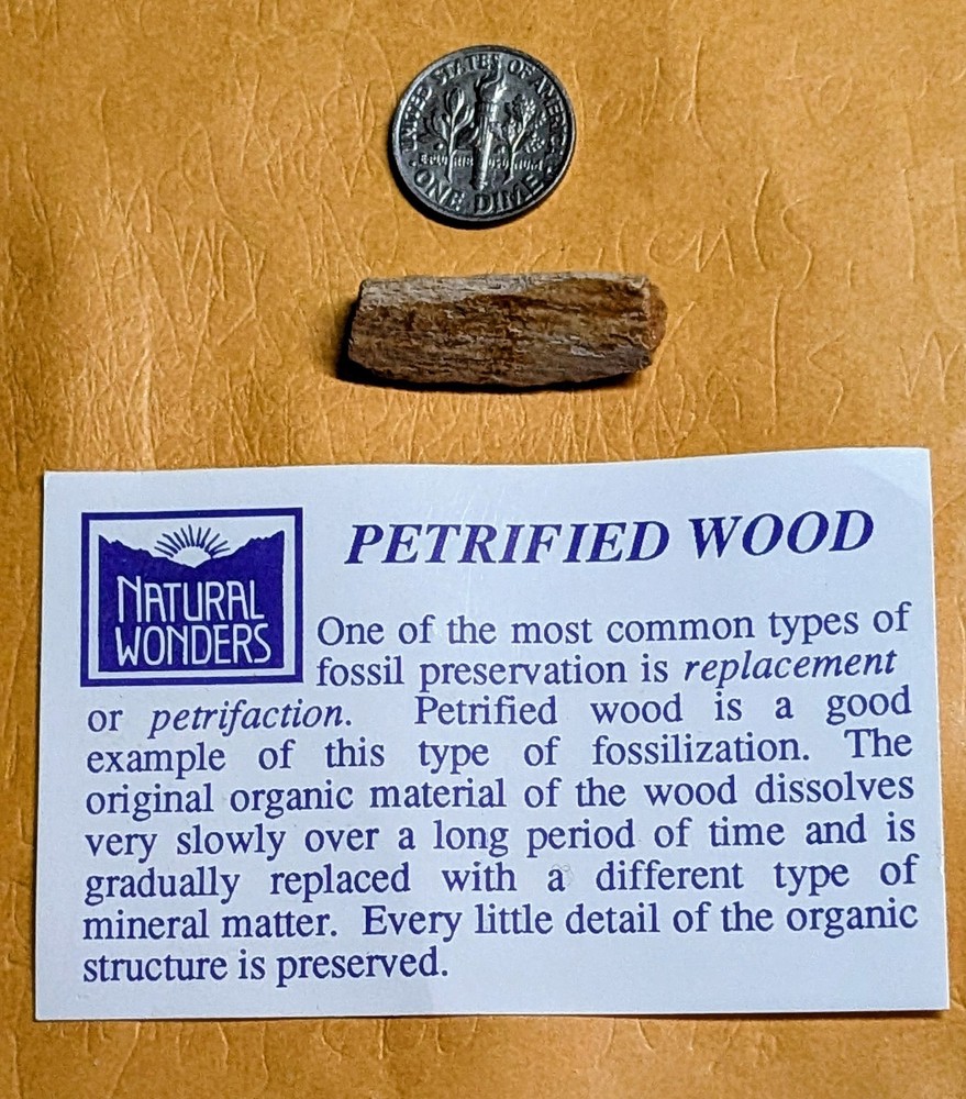 Petrified Wood Piece