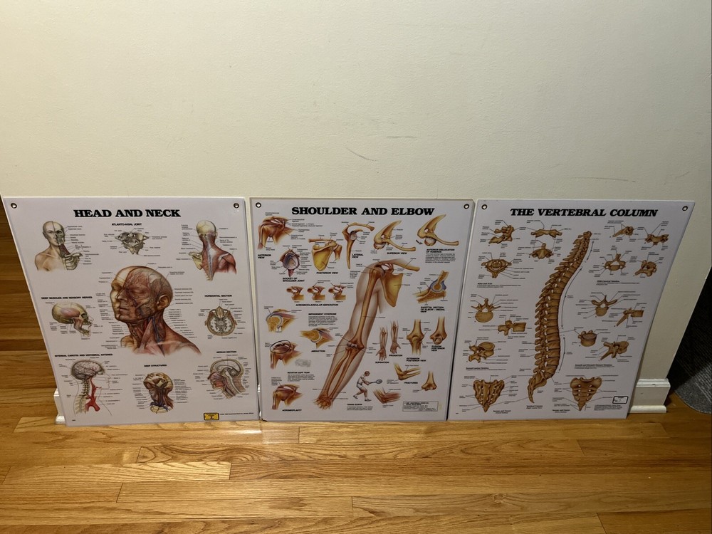 ANATOMICAL CHART POSTERS -Head & Neck, Shoulder & Elbow, The Vertebral Column