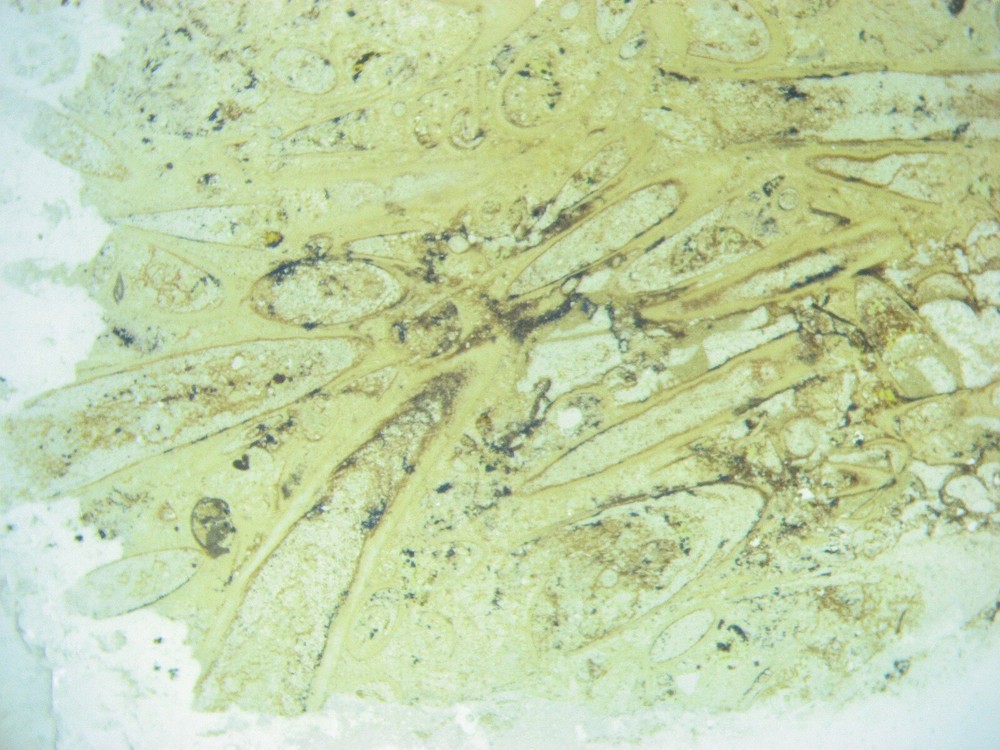 Geological Rock Formation & fossil Thin Section collection 100 slides in case