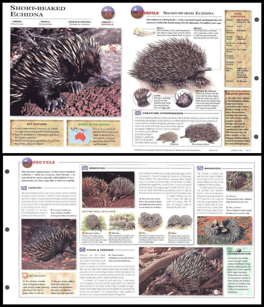 Fold-Out Sheet - Short-Beaked Echidna - 72
