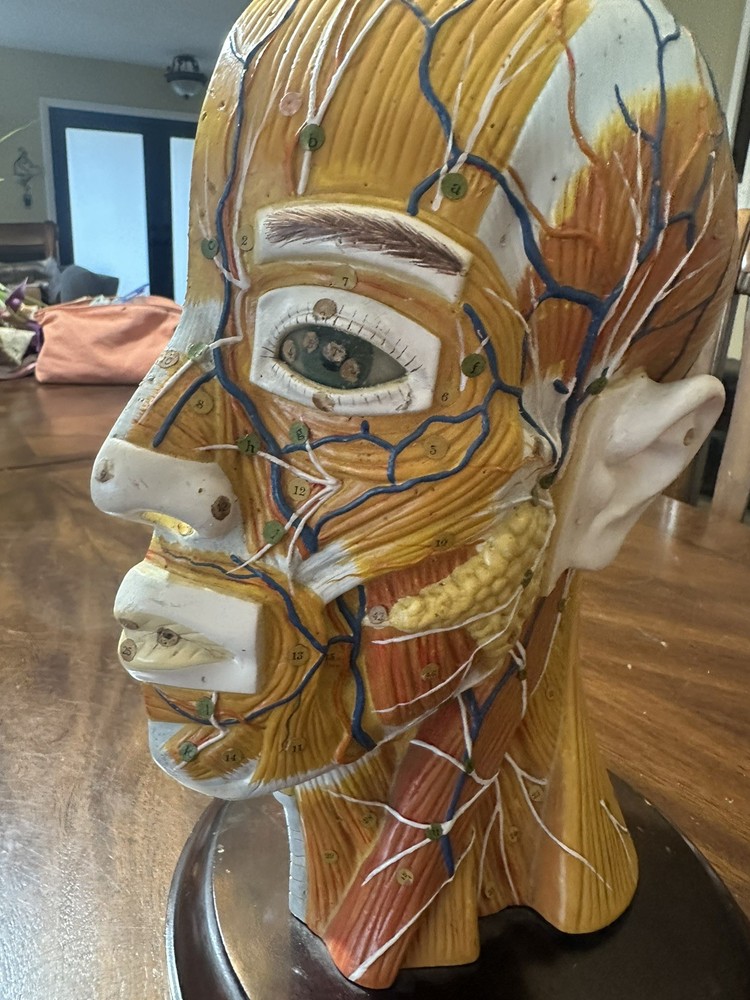 Clay Adams Human Brain Model Display