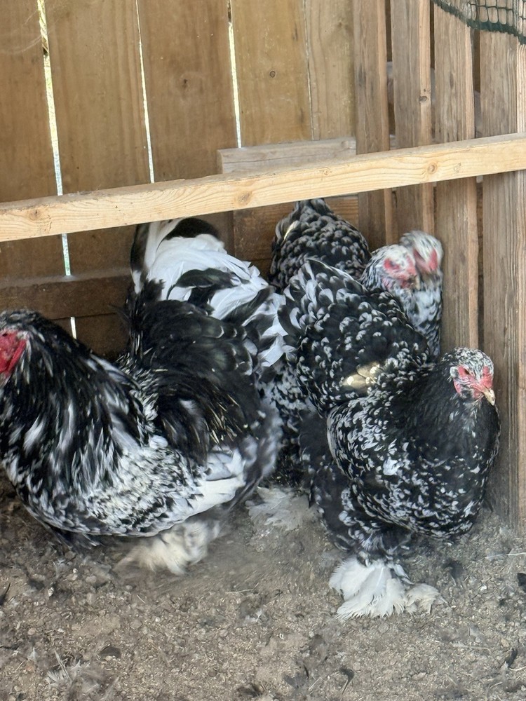 One dozen Mottled Brahma hatching eggs