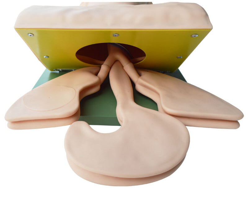 Airway Management Trainer Intubation Manikin Study Teaching Model for Training