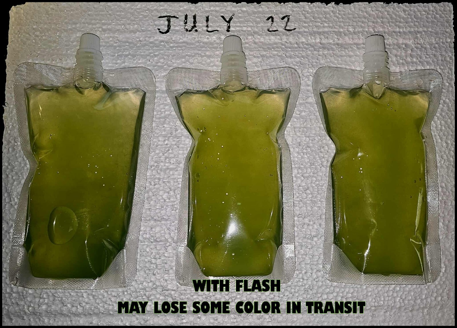 Rich Green Water (chlorella) 13oz Clean indoor cultures. Free Shipping