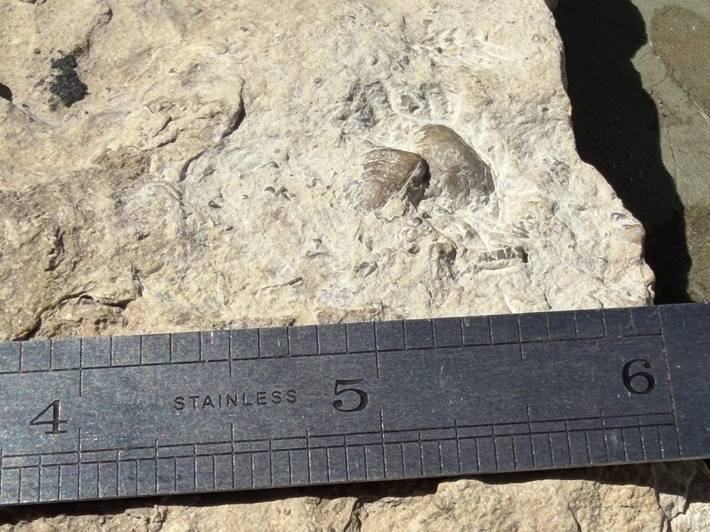 Trilobite Fossil Specimens in Matrix, Multiple Specimens