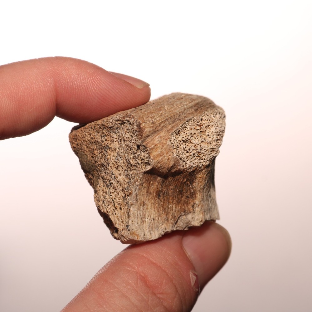 Dinosaur Vertebrae Partial Great Texture - CRETACEOUS Hell Creek Formation NICE