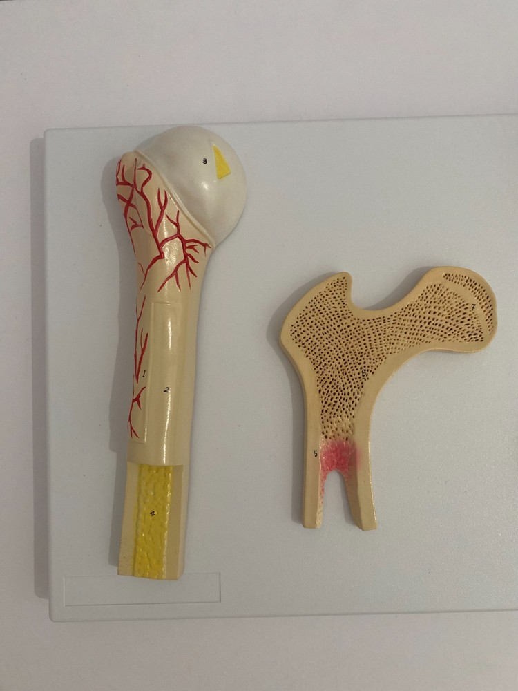 Anatomical Human Bone Structure Model - Medical Anatomy