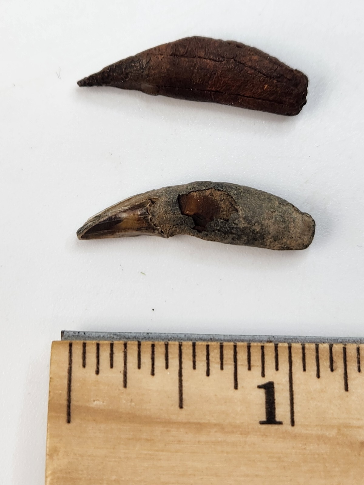 Raccoon Rooted Upper Canine Tooth Fossil - Florida Pleistocene - 1 Per Purchase