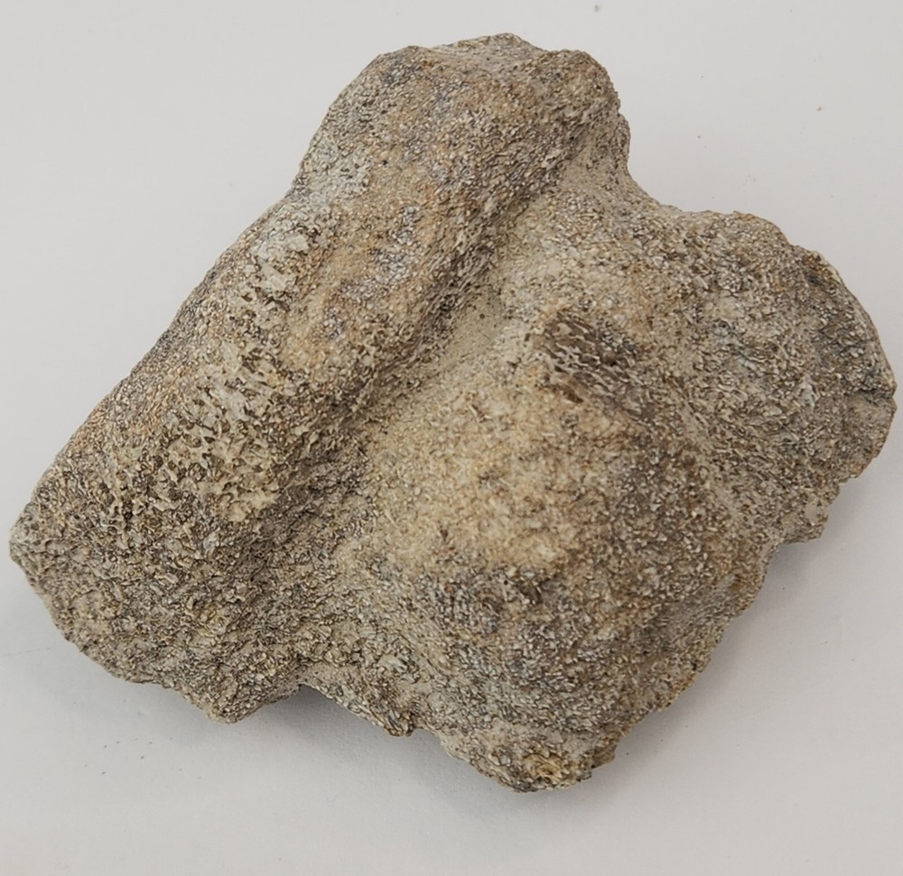 Titanothere Toe Bone - White River Group - Chadron Fm. - NE