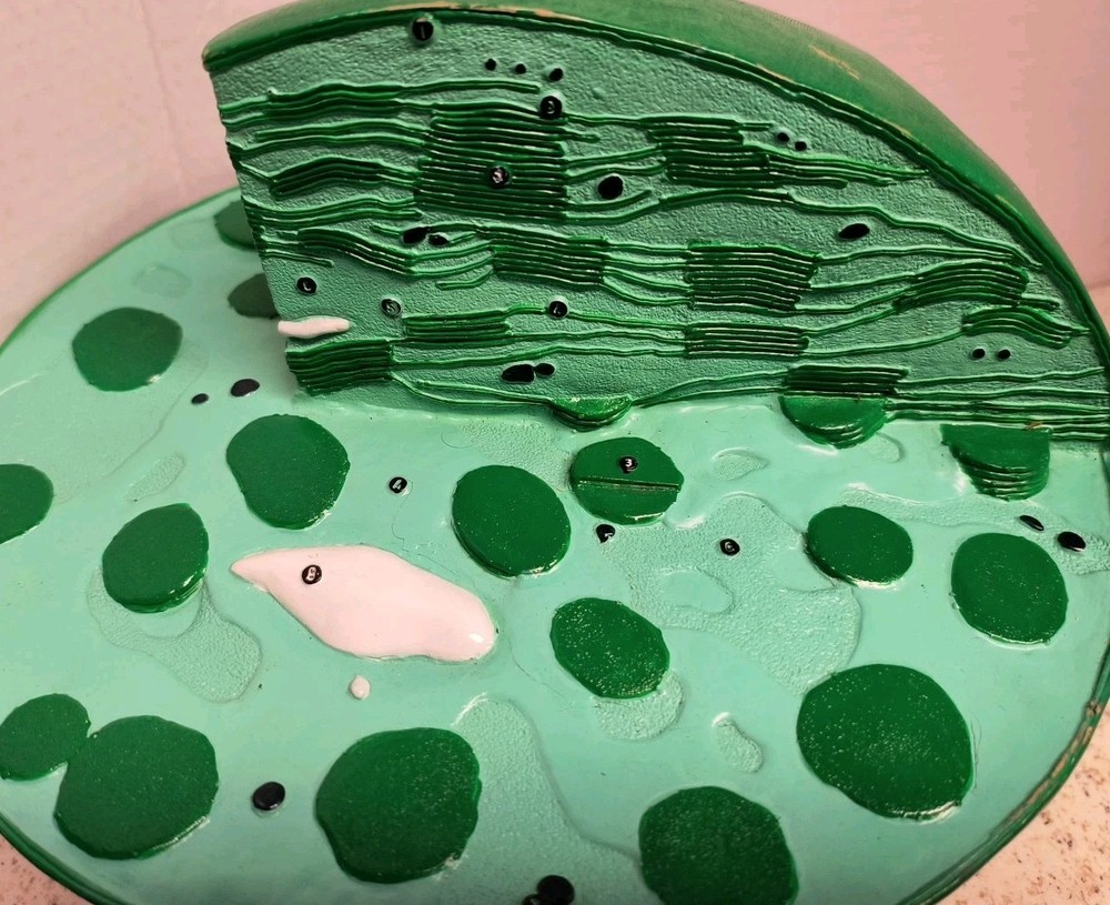Bobbitt Laboratories Chloroplast Model Vintage