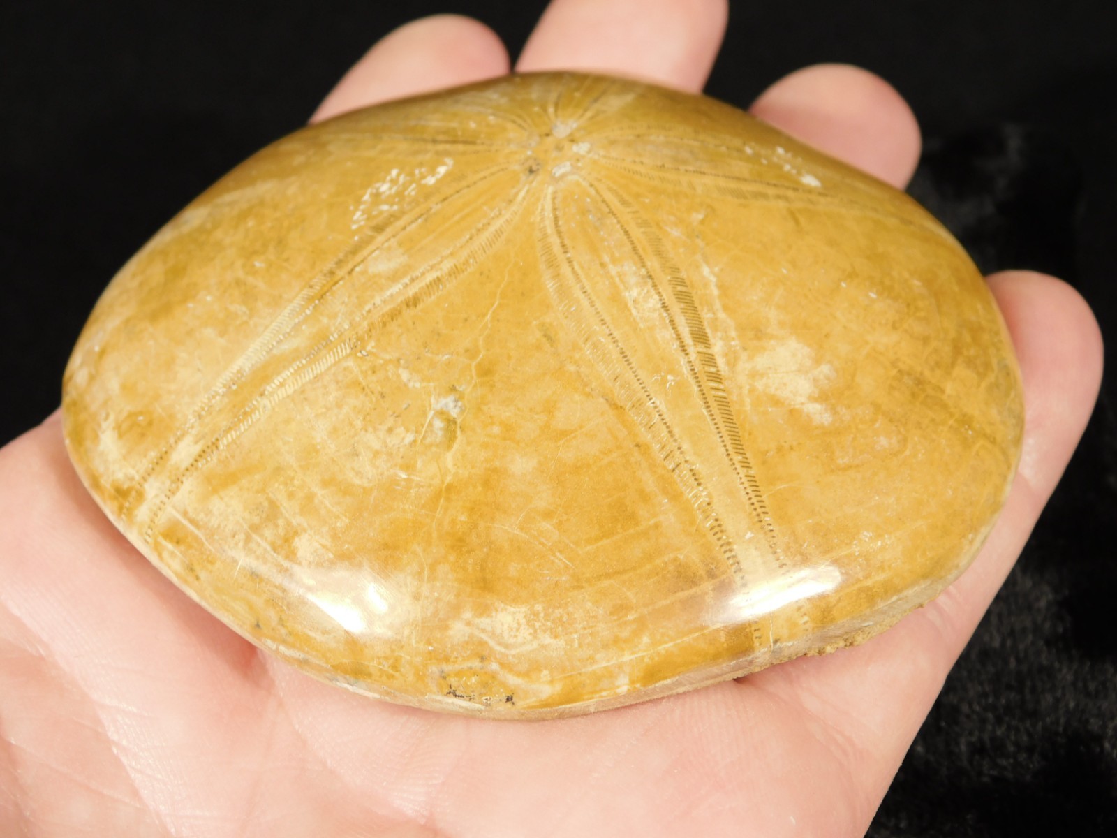 Big! Polished 150 Million Year Old! SAND DOLLAR Fossil Madagascar 195gr