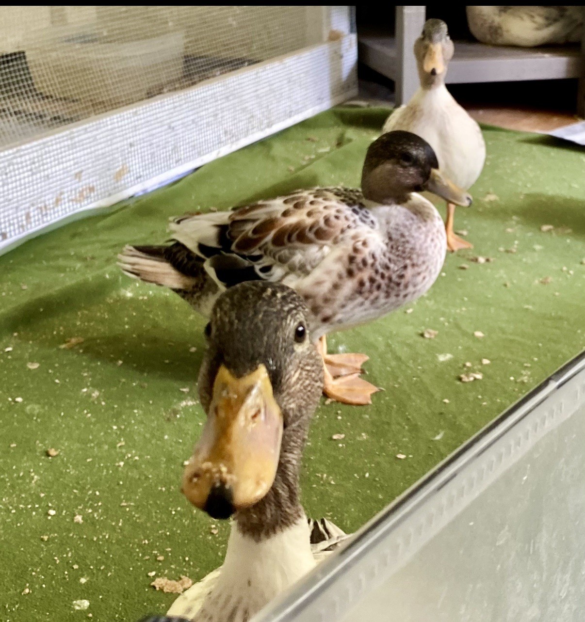 Snowy Call Duck Hatching Eggs- Qty 6 Pet Quality Fertile Call Duck Eggs