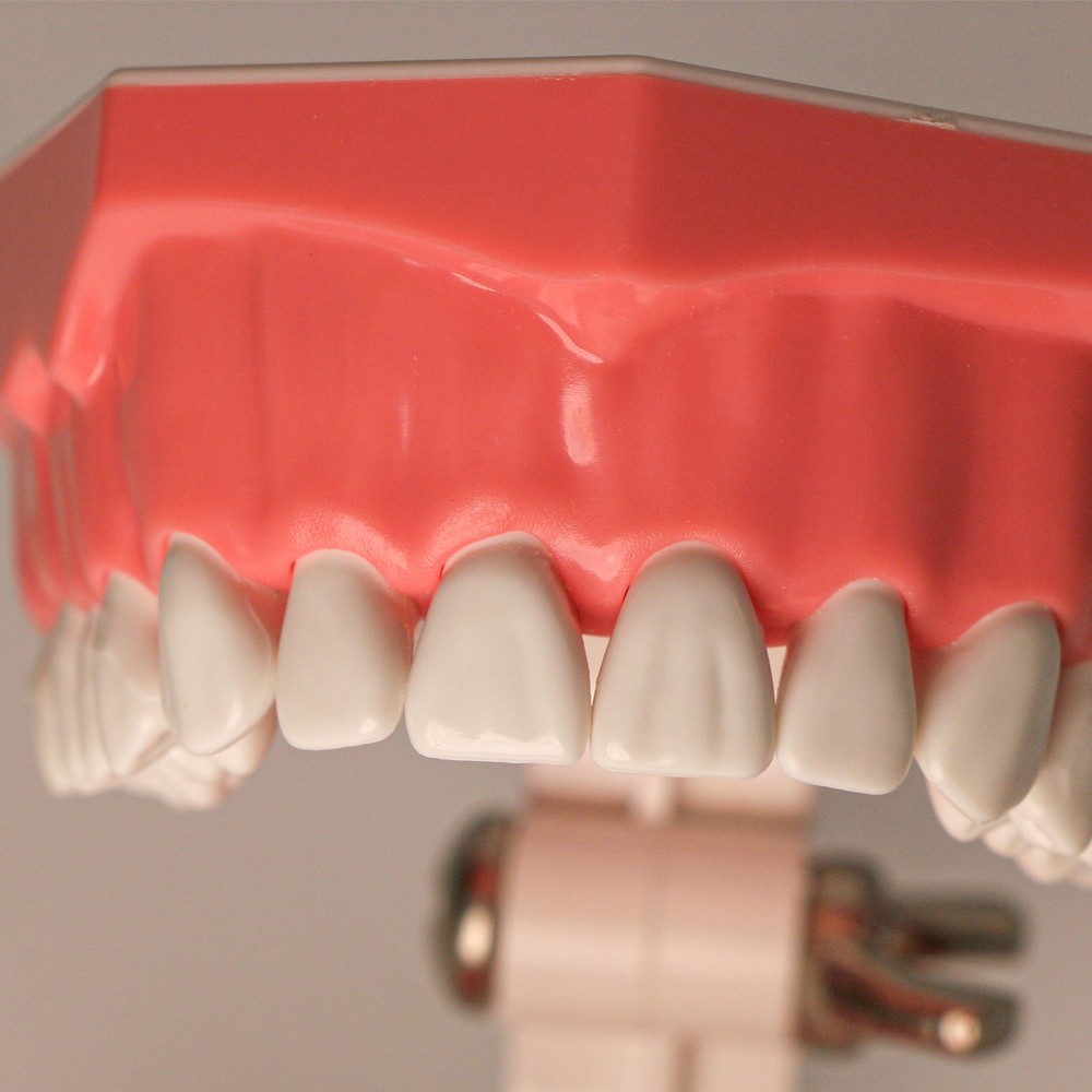 US Dental Teeth Typodont Model for Brushing Flossing Practice Teaching Study