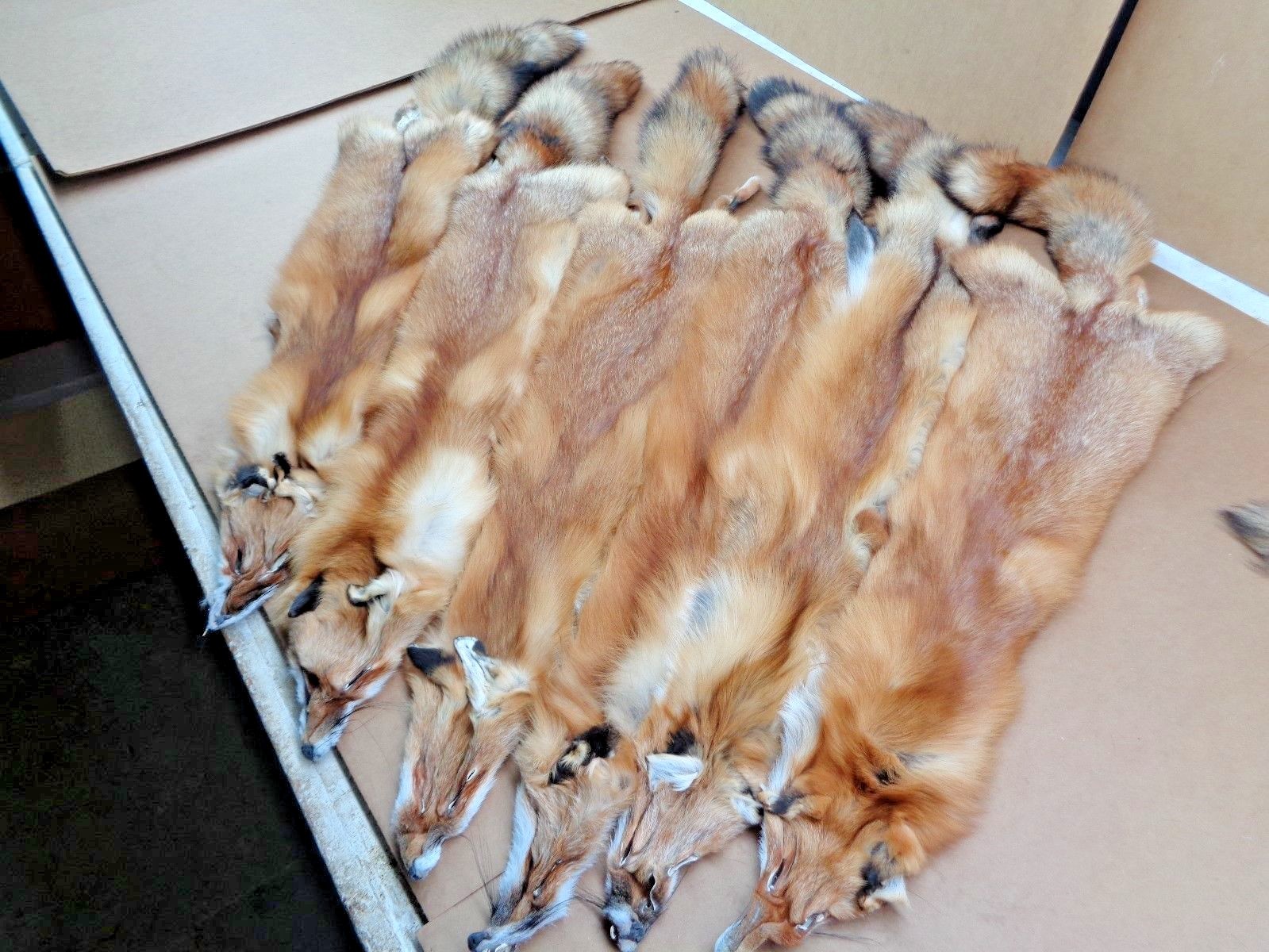 Tanned #1 Red Fox Hides/Furs/Trapping/Taxidermy/Crafts/Freshly tanned/USA furs