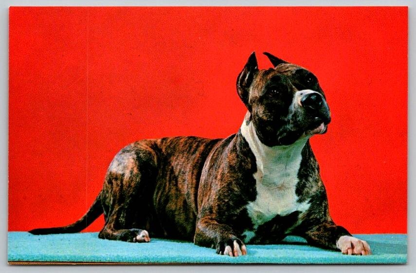 American Pit Bull Dog Terrier Postcard