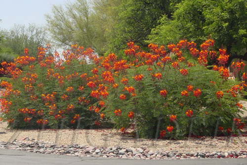 Caesalpinia pulcherrima Pride Of Barbados Mexican Bird Peacock seeds Orange Colr