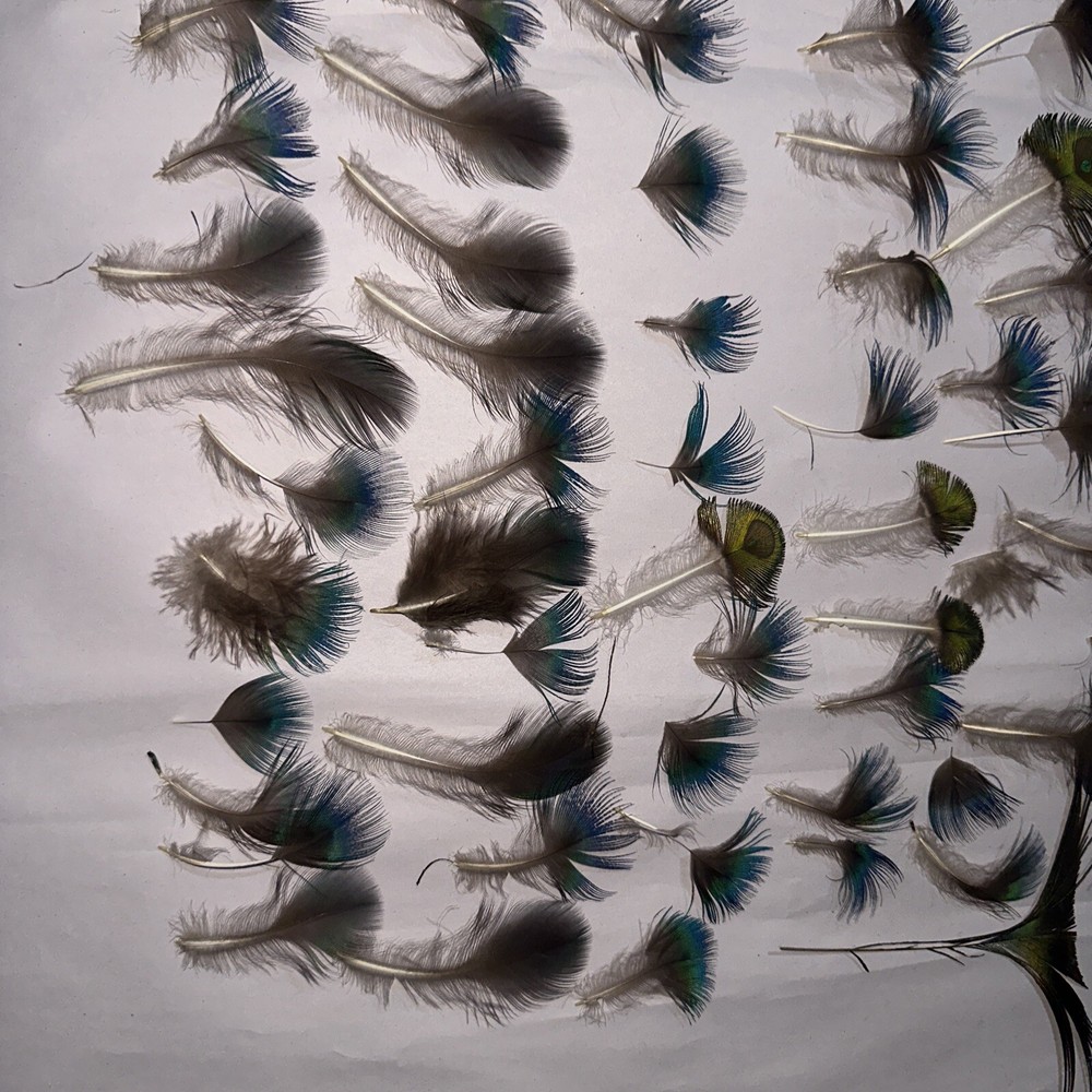 80 pc peacock feathers lot ref #2206