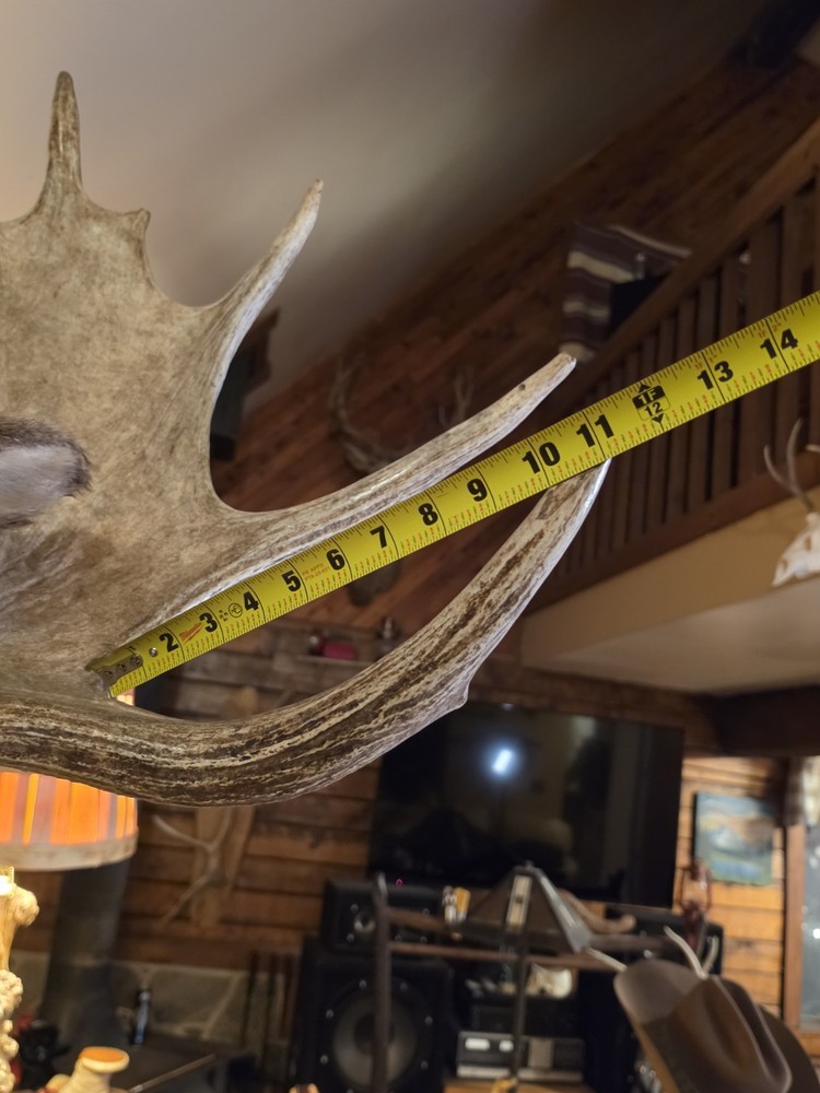 Large Utah Shoulder Mount Bull Moose Head