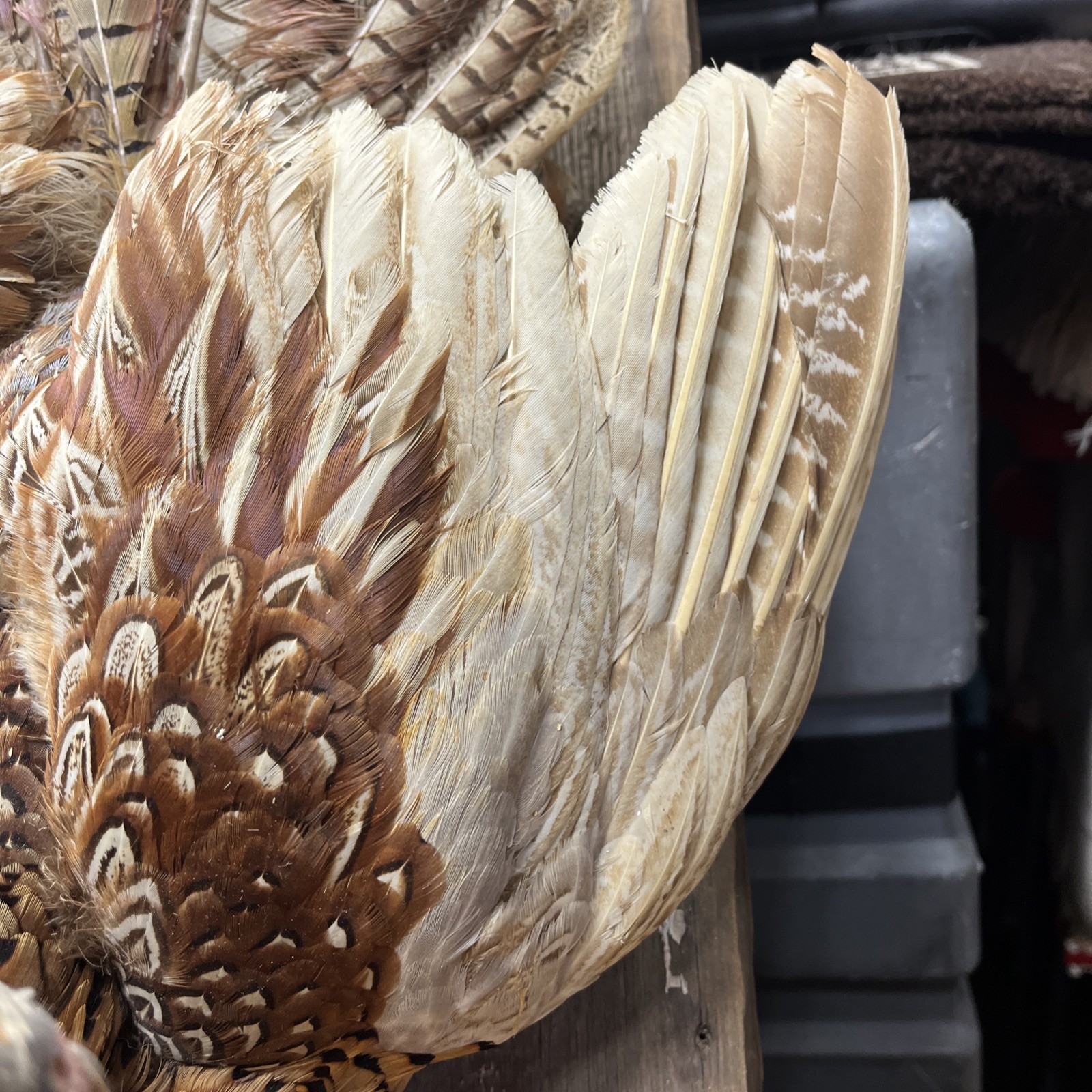 VINTAGE TAXIDERMY RING-NECKED FULL PHEASANT WALL MOUNT 24” CABIN HUNTING