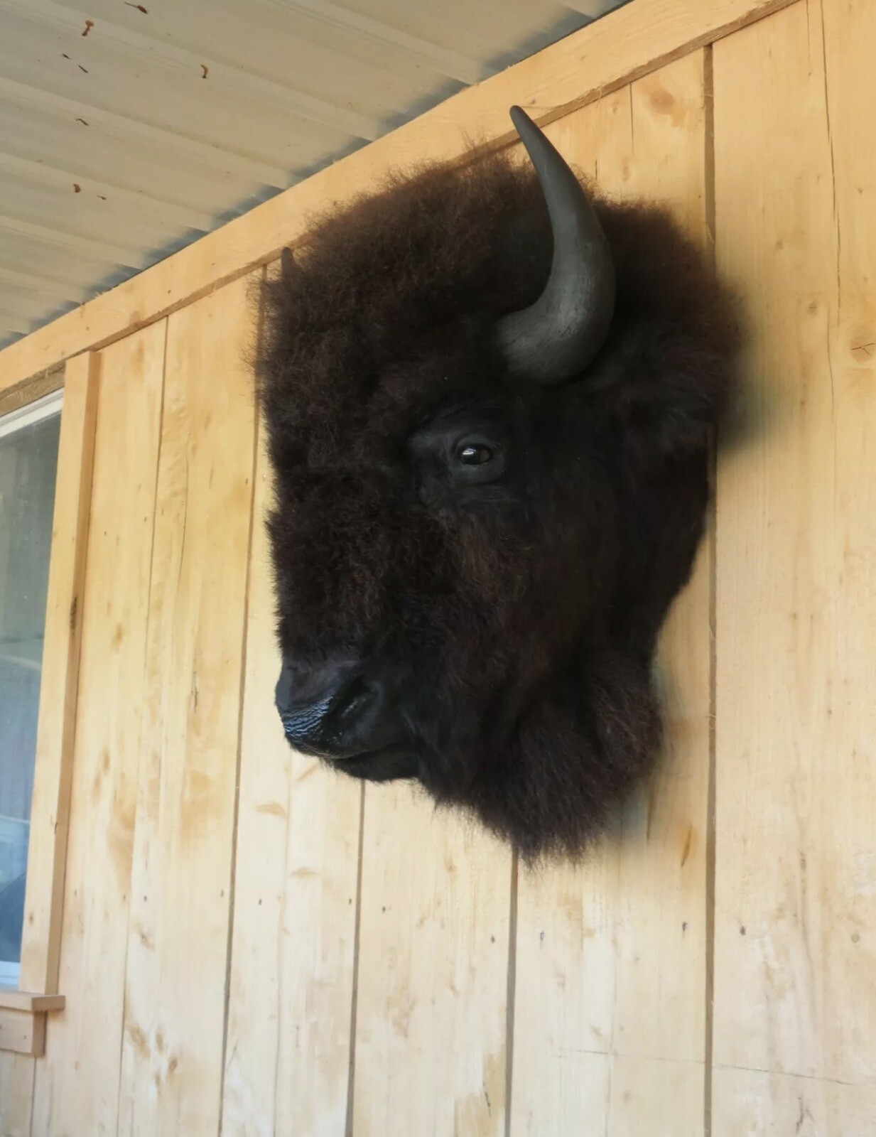 Real Buffalo / Bison Head Taxidermy Mount New Neck Mount