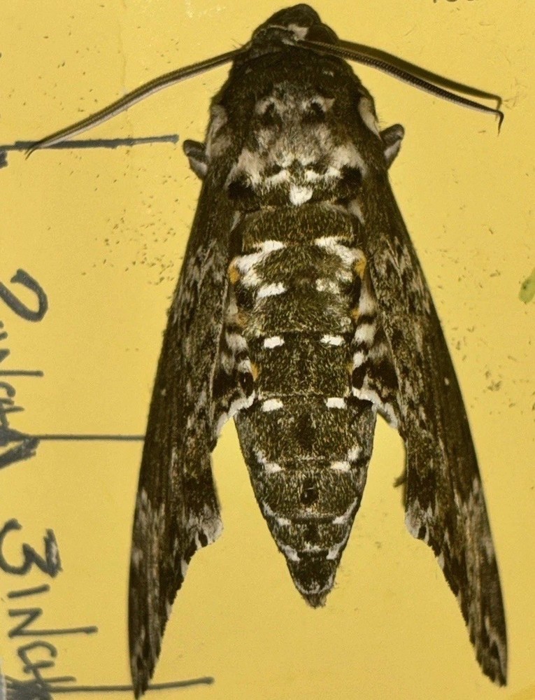 👒 RUSTIC SPHINX MOTH - Beautiful~Largest Sphinx~Specimen~UNMOUNTED~ Entomology