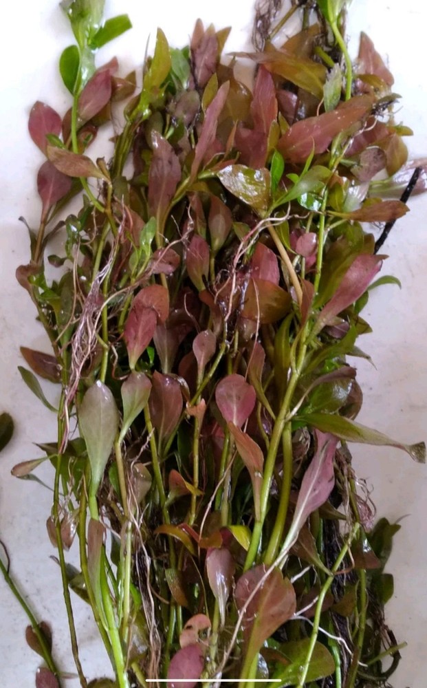 Starter Ecosystem Live Aquarium Plant Bundle | Easy Freshwater Plants | Beginner