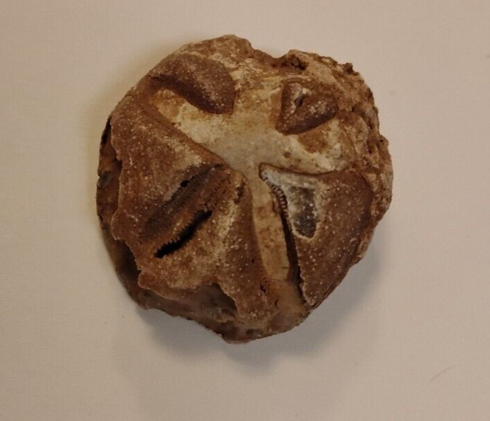 Fossil Sea Urchin With Information Sheet