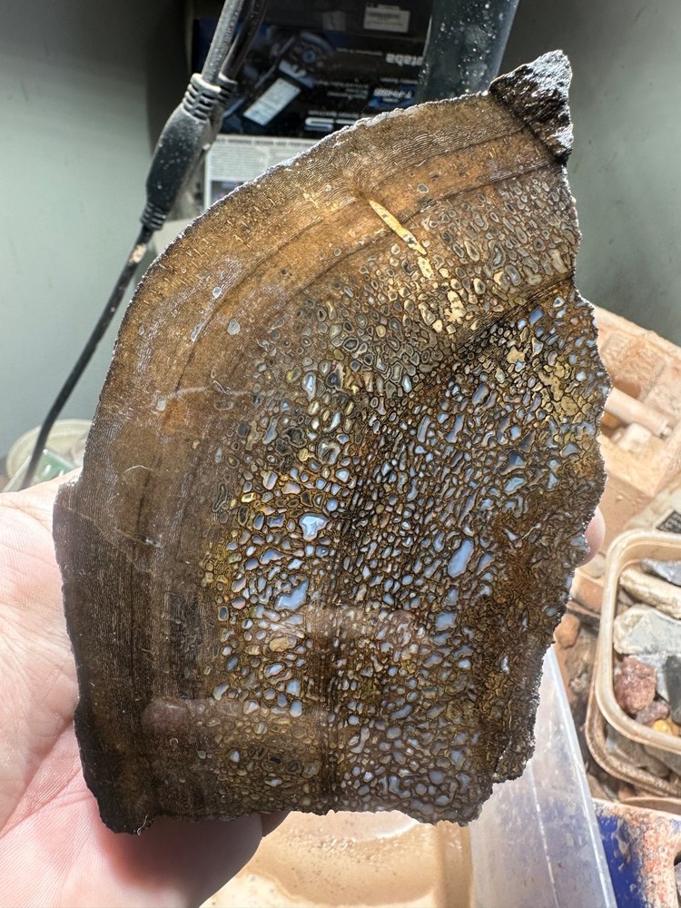 Dinosaur bone rough **hxtled partial vertebrae end cut.