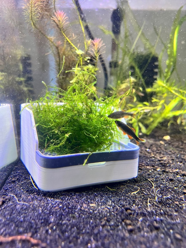 Egg Trap For Egg Scattering Fish