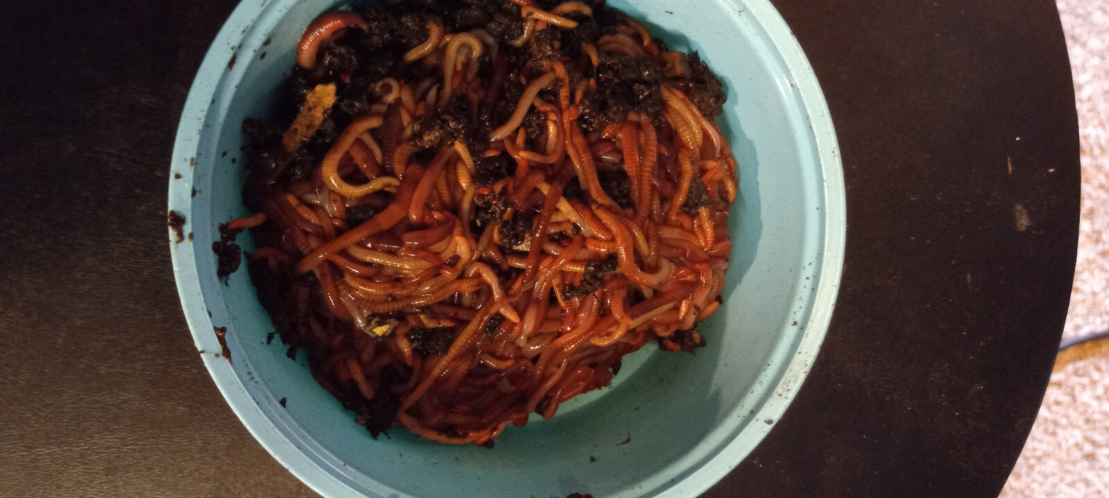 🐛Red Wiggler Compost Worms / Ready Now / Live / Free Shipping🐛