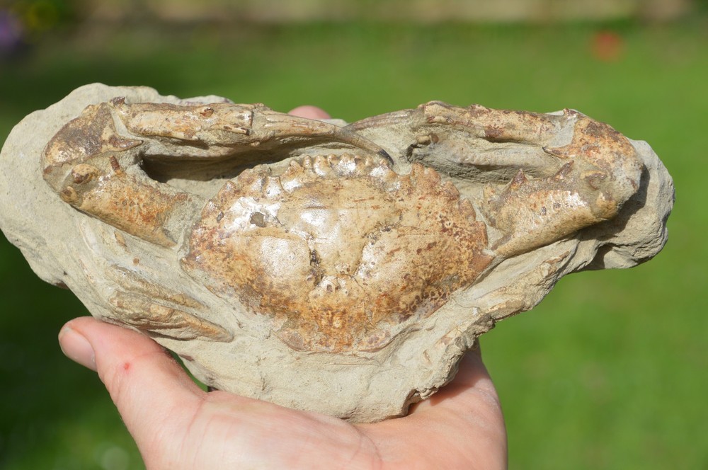 HUGE, MASSIVE RARE FOSSIL CRAB FROM JAVA, INDONESIA , BEST VALUE ANYWHERE! #14