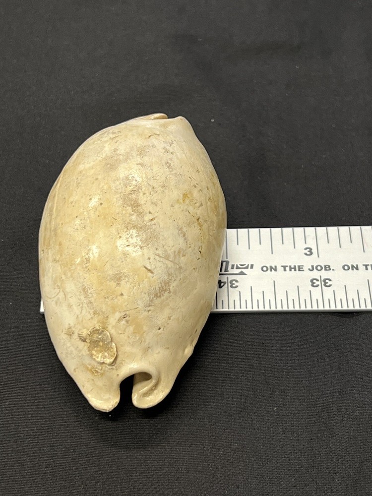 EXTINCT Fossilized COWRIE Shell From Central Florida - Pliocene Era.