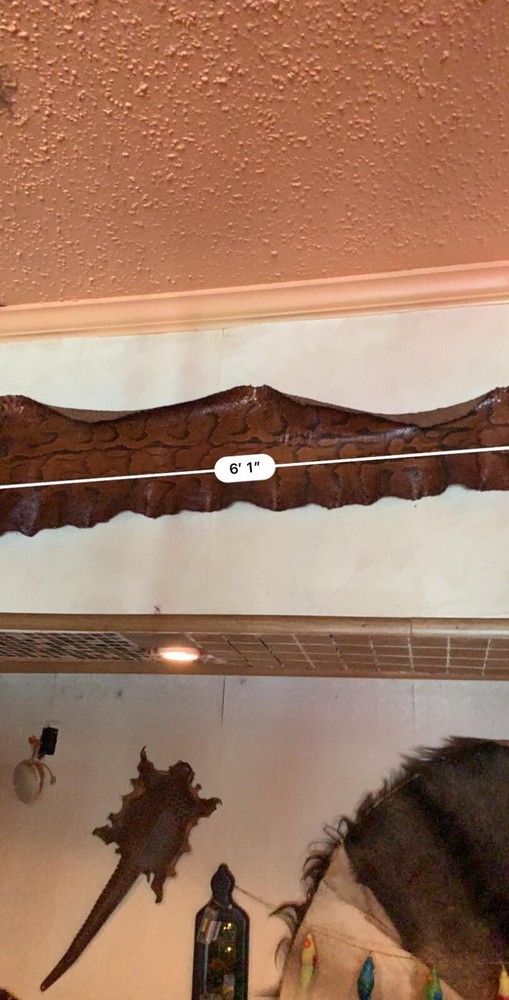antique west african rock python skin
