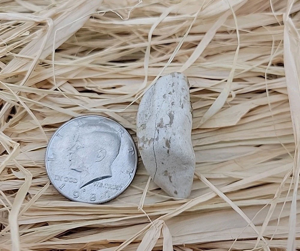 Permineralized Fossil T-Rex Tooth