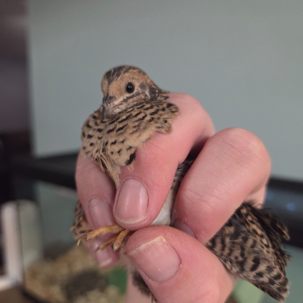 10+ Fresh Button Quail Fertile Hatching Eggs
