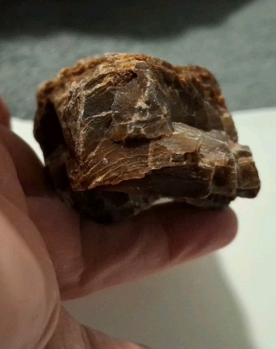 Petrified Wood Rough 6x2 472g