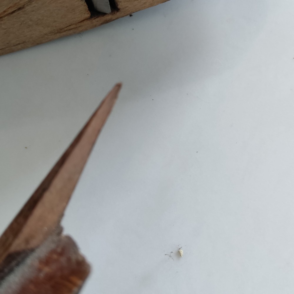 Thomas Ibbotson & Co Plane Woodworking Carpentry Tool - For Display - Imperfect