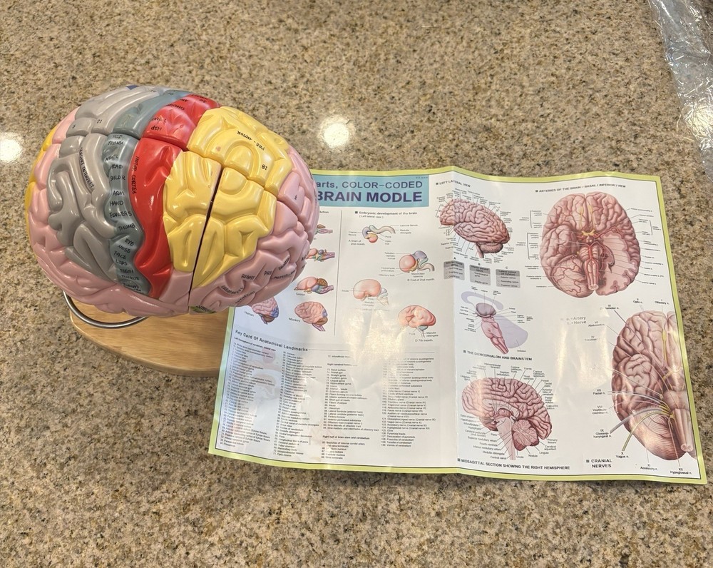 Human Brain Anatomy Model 4-Part Color-Coded w/ Stand & Chart – Educational