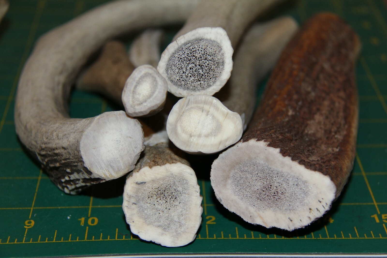 Individual HARD LONG LASTING LOWER BEAM Elk/Deer antler dog chews / antlers chew