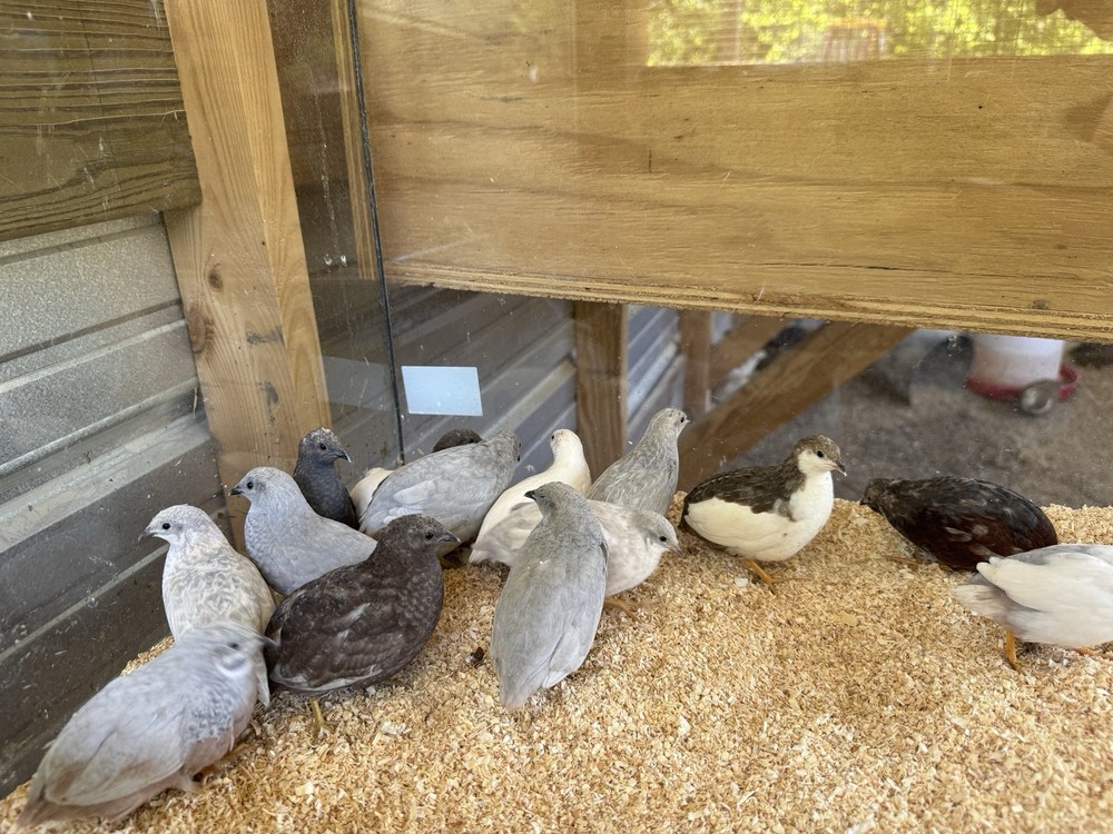 2 Dozen 24+, BUTTON QUAIL Hatching Eggs