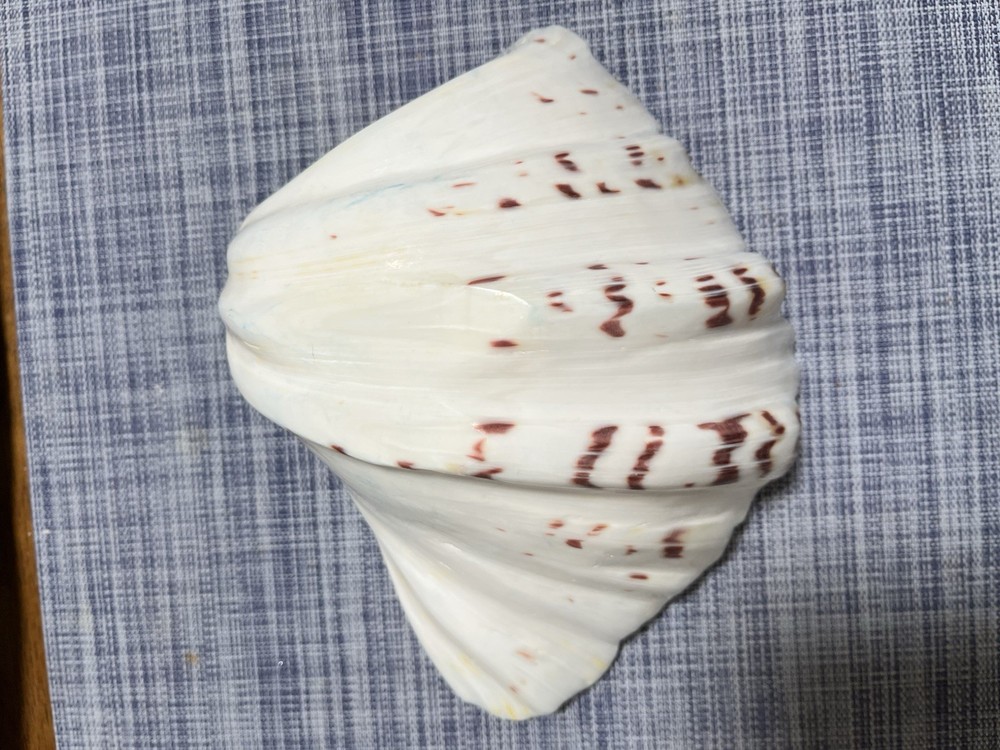 Ceramic Seashell