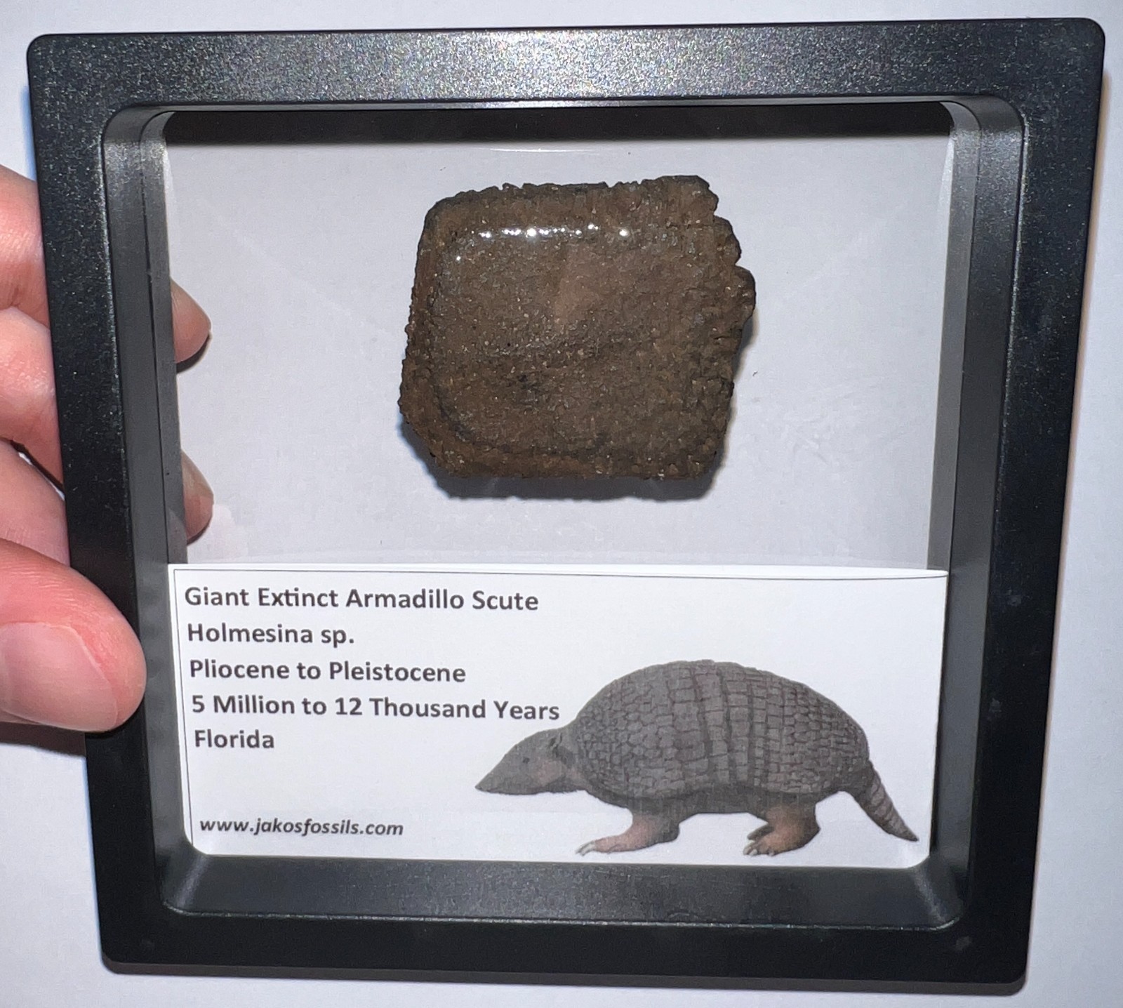 RARE Ice Age Fossil HOLMESINA GIANT ARMADILLO Scute Bone Armor Lot ONE PER ORDER