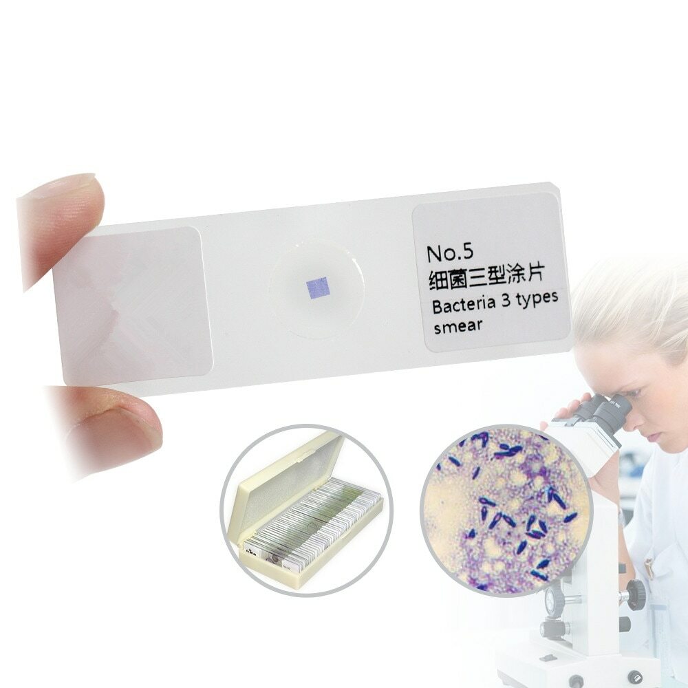 50pcs Prepared Microscope Glass Slides Microbial Bacterial Specimen Slices