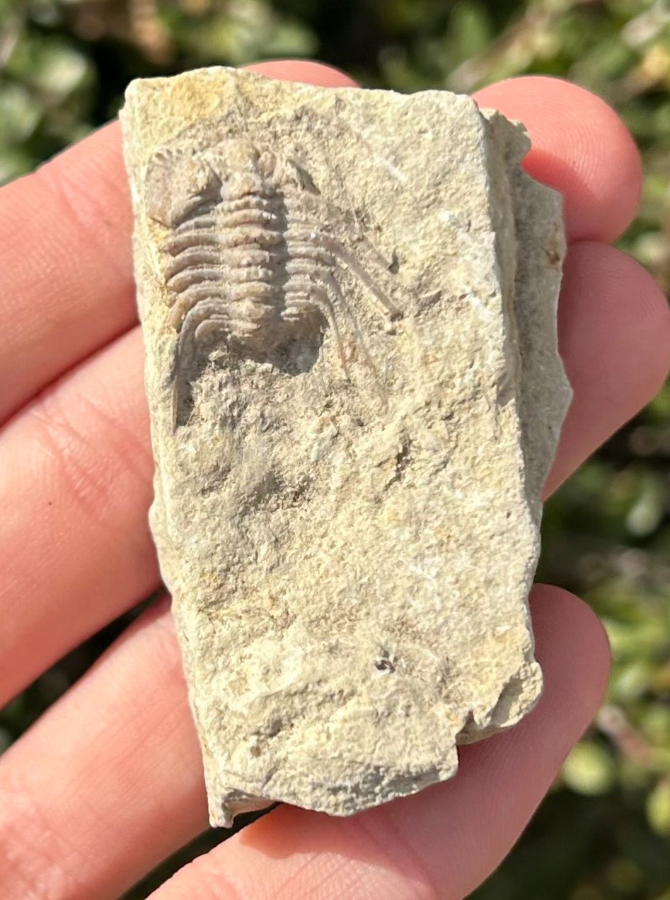 NICE Oklahoma Fossil Trilobite Kettneraspis williamsi Devonian Age Bug in Matrix