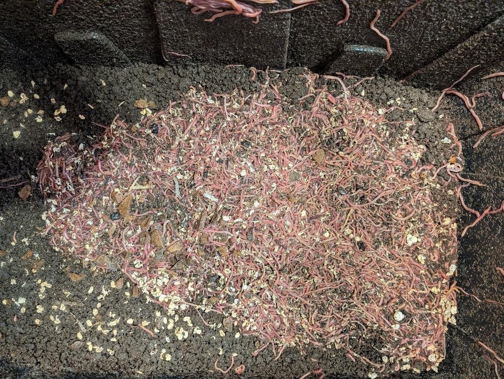 1000 Red Wigglers with 1000 Bonus worms