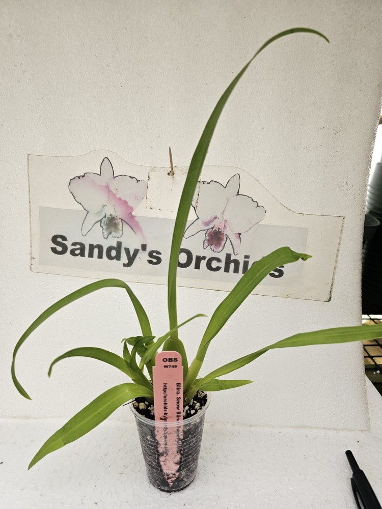 Bellra. Snowblind 'Sweet Spot'