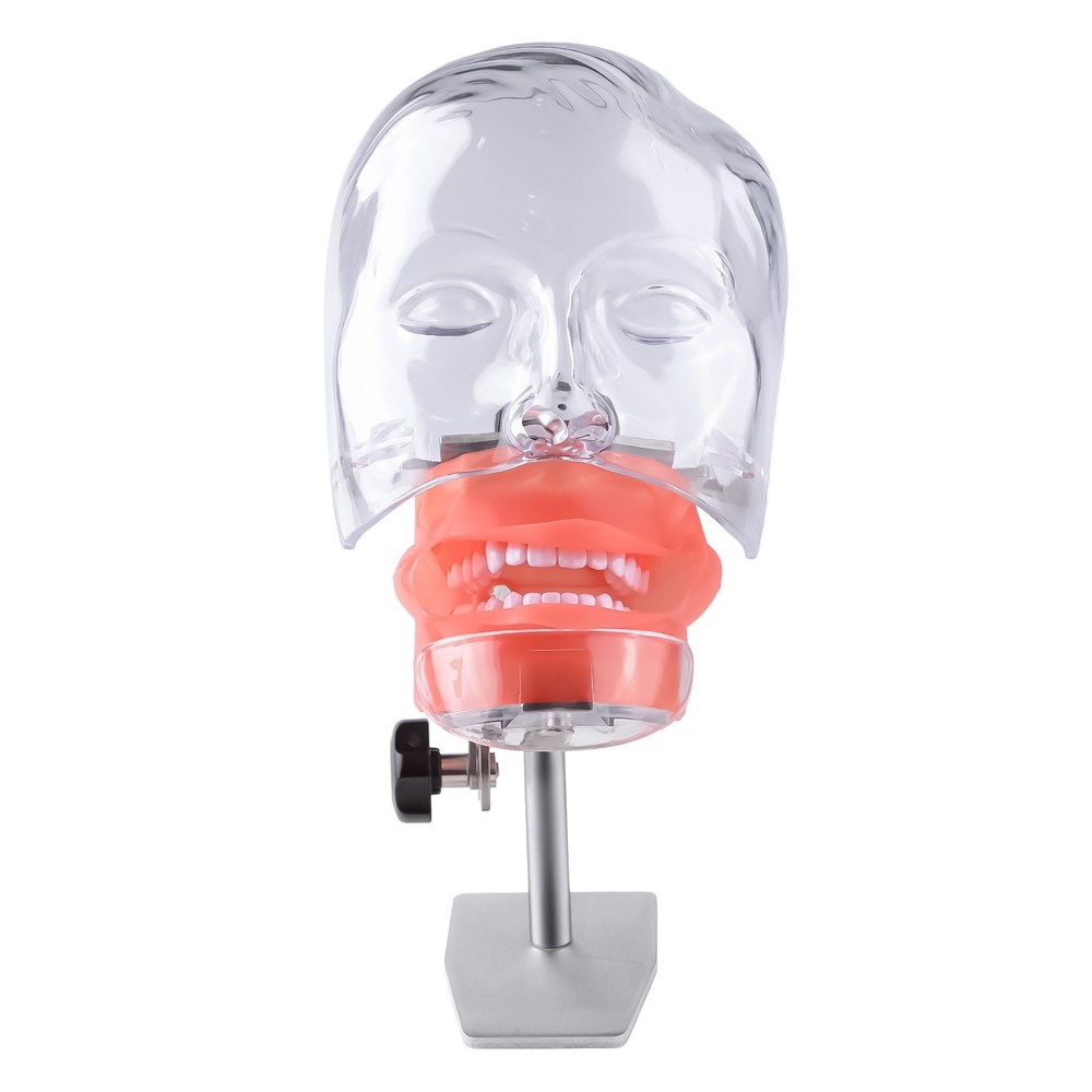 Dental Simulator Manikin Phantom Head Model Put on Desk for Training Practice