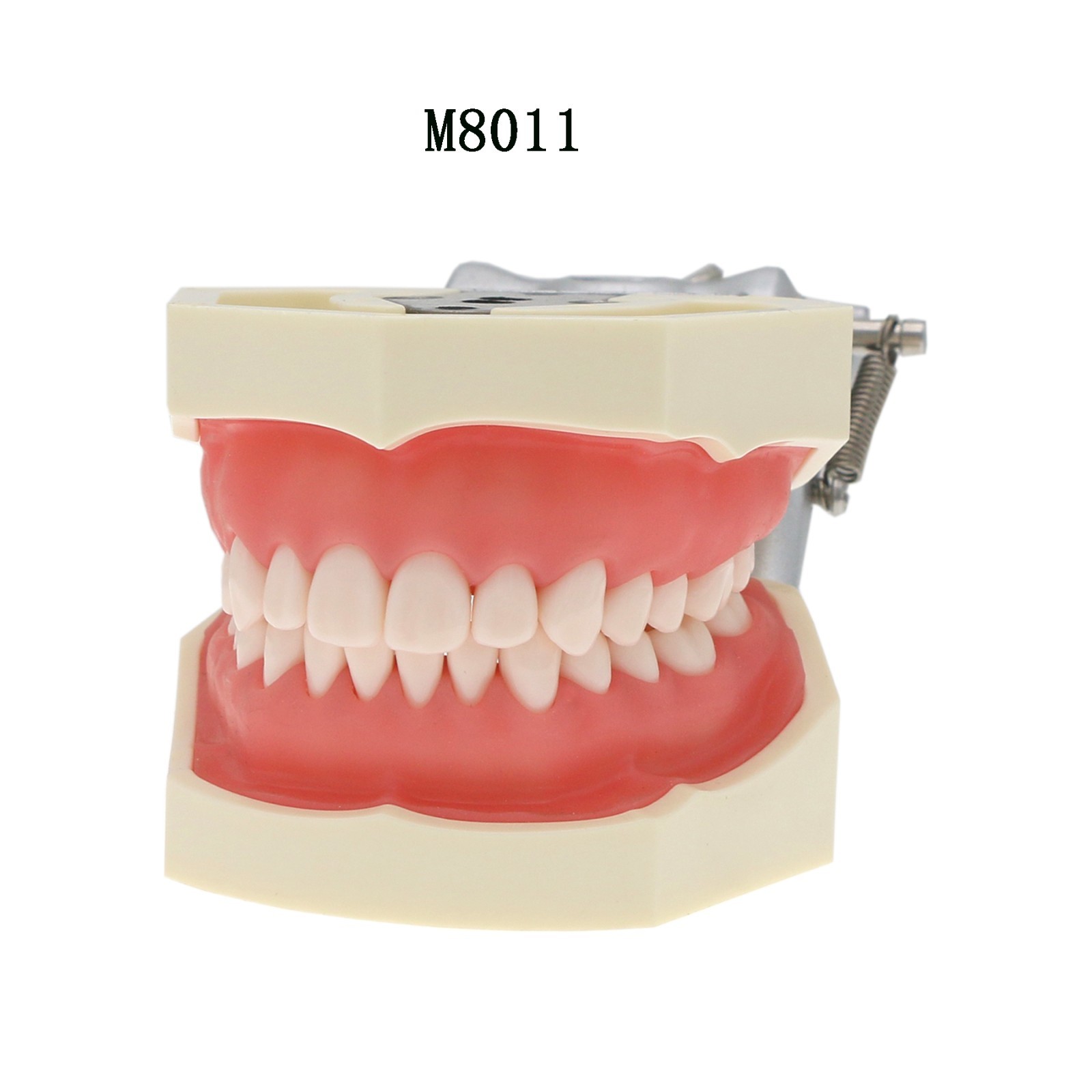 Dental Typodont Teeth Model for Kilgore NISSIN 200/500 Type With Removable Teeth