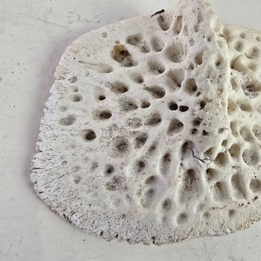 Gator Alligator Back Scute bone bones Bony scutes croc weird Osteoderms white