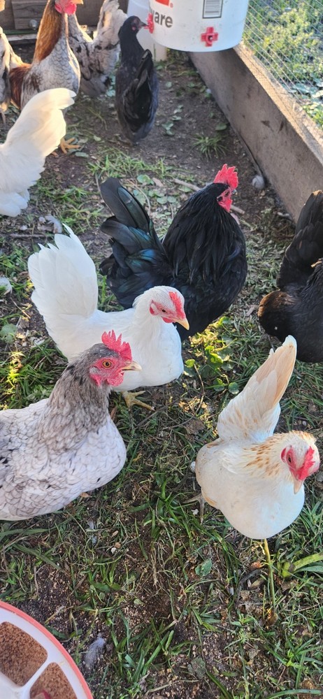 10++Fertile Serama (TINY CHICKENS) hatching Eggs NPIP/A1 Clean